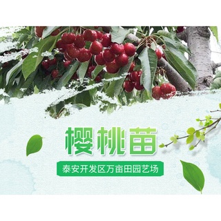 Yellow Honey Crystal Cherry Tree 5cm Crystal Early Maturity Cherry Tree Bear Fruit in Current Year N (6)