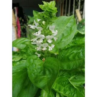 SWEET BASIL with Plant bag and soil/ Seed-50 pcs (9)