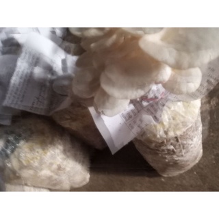 White Oyster Mushroom Fruiting Bag