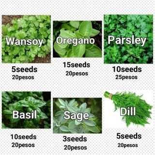 HERBS and SPICES SEEDS - Sage, Basil, Parsley, Oregano, Wansoy, Dill