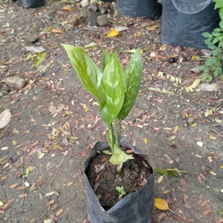 Anikanik Ph - Aglaonema "Chinese evergreen" Live Rooted Plant