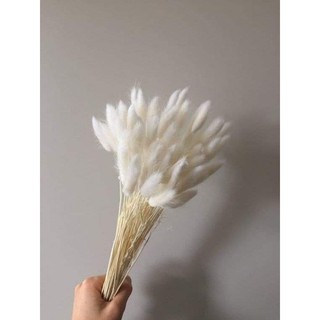 Bunnytails in 10 stems or 5 stems