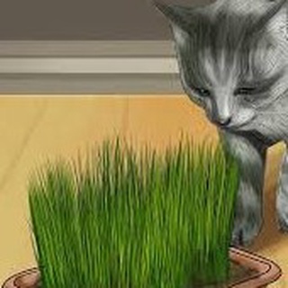 【Ready Stock】☢Cat Grass Seed,Organic Wheat Seeds for Cats (2)
