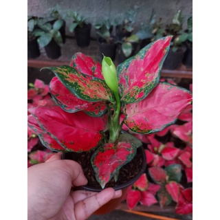 Aglaonema Red Beauty (2)