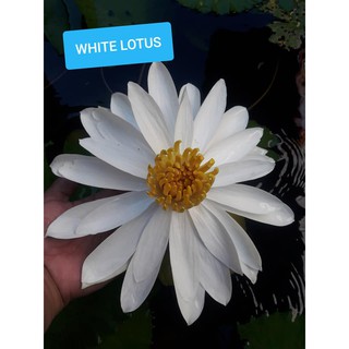 White Lotus/Nymphaea lotus