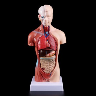 2021 New Human Torso Body Model Anatomy Anatomical Internal Organs For Teaching