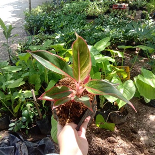 Anikanik Ph - Red Siam Aglaonema Live Rooted Plant
