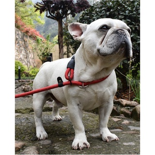 4 Colors Pet Dog Leash Harness Dog Collar Walking Training Leash Dog Harness Collar Leash Strap Belt (9)