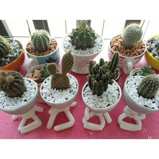 3D Printed Succulent Planter Pot in 15 Designs
