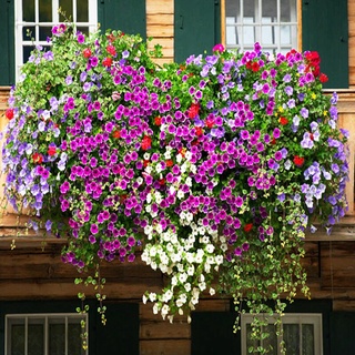 Take the Piano Petunia Seed Climbing Vine Flower Seed Galsang Flower Seed Seed Everblooming Grow up