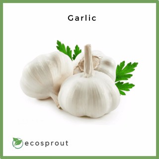 Fresh Garlic | 250g | 500g | 1kg