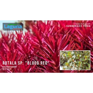 Rotala sp. Blood Red (6pcs+)