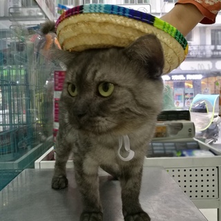 Cute Mini Puppy Dog Cat Straw Woven Sun Hat Cap Mexican Sombrero Pet Supplies Cute Costume for Dogs Adjustable (7)