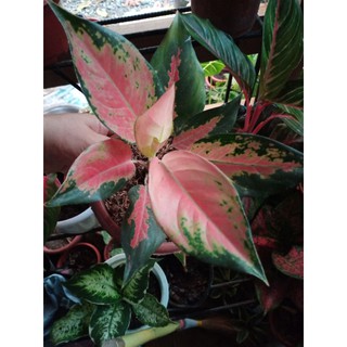 Aglaonema super red cochin 6-8 leaves