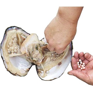 Real Live Fresh Water Oysters pearl With Edison Pearl InsideEdison Pearl Oyster Pearls (1)