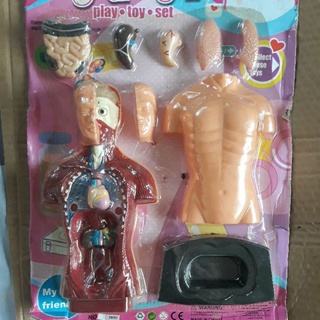 human torso body parts toy for kids