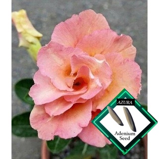 Adenium Seeds Peach Cobbler M22 High germination Flower Seeds like our other Plant seeds seed