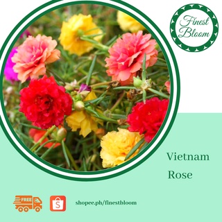 Finest Bloom - Vietnam Rose/Moss Rose (Random colors - Cuttings/Uprooted)