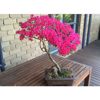 bonsai azalea flower tree seeds (3)