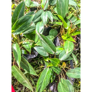 Philodendron Temptaion