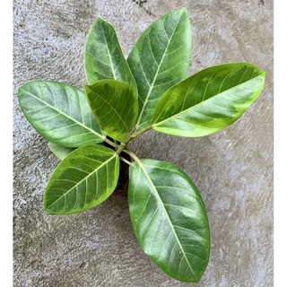 Lemon and Lime Rubber Tree IMPORTED