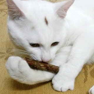 dolove 5pcs Cat Cleaning Teeth Catnip Pet Cat Molar Toothpaste Stick Matatabi Cat Snacks Sticks (3)