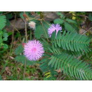 Powdered or dried leaves whole plant mimosa pudica makahiya plant touch me not 100g