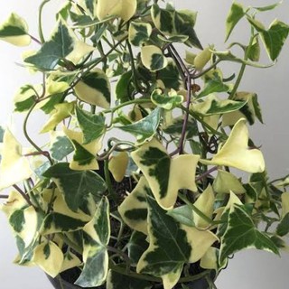 Natal Ivy or Wax ivy