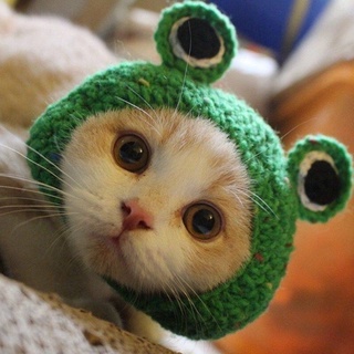 Pet Cat Cartoon Frog Cute Kitten Knitted Headdress Cute Pet Funny Dress Ornament Cat headgear pet cat supplies Cat Hat dog hat pet hat pet accessories