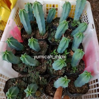 Blue boy cactus plant ( myrtillocactus geometrizans)