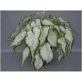 caladium white wings bulb only