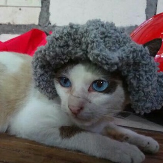 Present Cat Hats Handmade (Limited Stock)