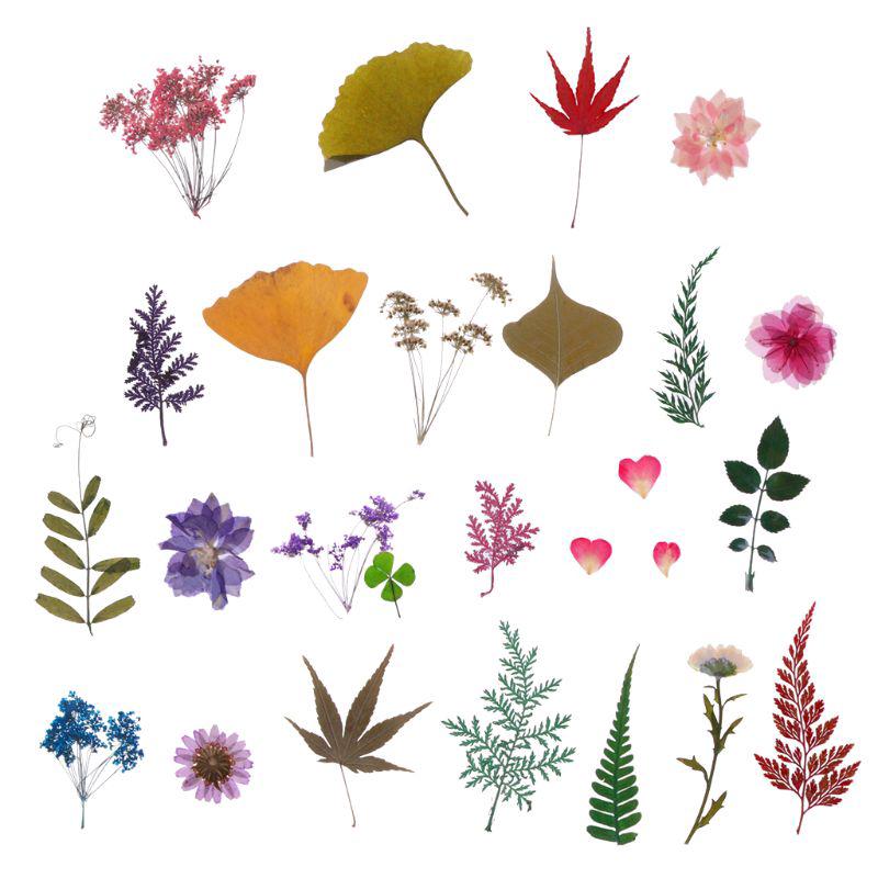 Mix Pressed Flower Leaves Plant Specimen Fillers for Epoxy Resin Jewelry Making