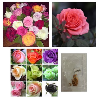 Rose flower seeds assorted colors bonsai rare variety