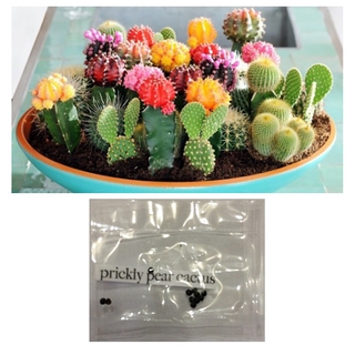 prickly pear cactus mix succulent lithops seeds (1)