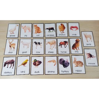 Laminated Flash Cards - FARM ANIMALS