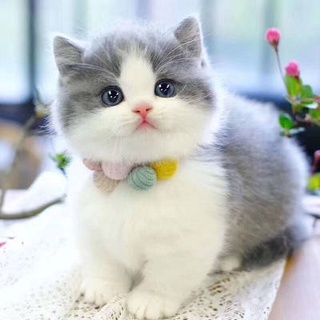 ℉ㇹFree adoption Kitten cute Chinese blue cat kitten English short cat cubs living puppet cat silver