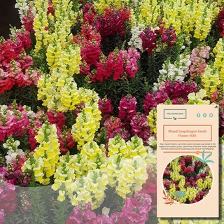 Mixed Color Snapdragon Seeds, Rainbow Mixed, Flower Seeds#081