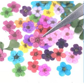 20 Pcs Mini Pressed Flower Dried Flower Specimen DIY Lamp Phone Case Nail Face Dried Flower Decoration Artificial Flowers (2)
