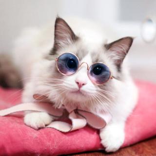 Pet Products Lovely Vintage Round Cat Sunglasses Reflection Eye wear glasses For Small Dog Cat Pet Photos Props Accessories (8)