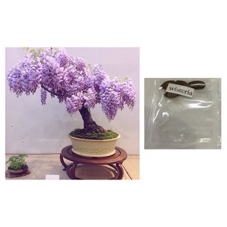 bonsai wisteria mixed colors flower tree seeds