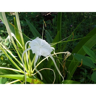 Spider Lily White Bulb 1 piece