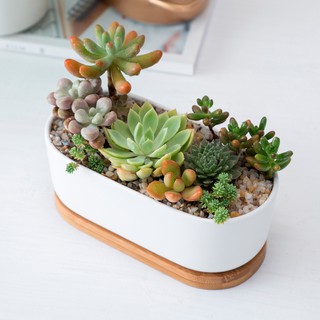 Succulent Plant Ceramic Flower Pot Meaty Desk Simple White Porcelain Oval Pot Succulent Plant Potted