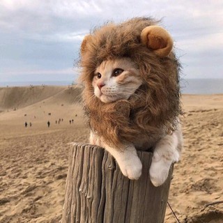 Wig Emulation Lion Hair Mane Ears Head Cap for Pet Cat Dog Dress Up Costume