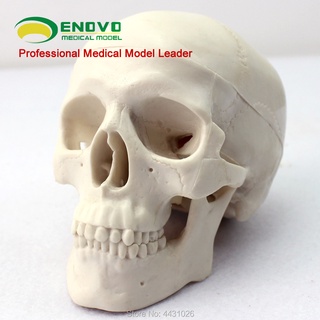 ENOVO Mini skull model medical art human body skull bone skeleton model