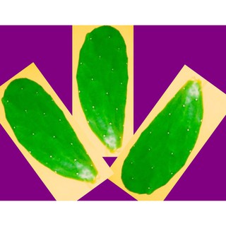 Rare Nopal/Opuntia/Prickly Pear Cactus Pads (1)