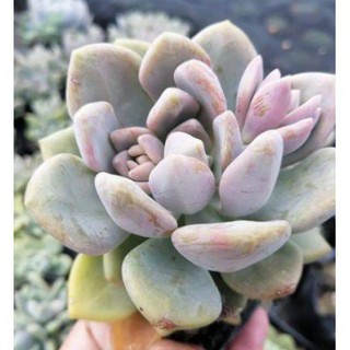 luzon area only moonstone succulent