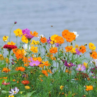 Flower Seeds Galsang Flower Mixed Color Wildflower Seeds SUNFLOWER Garden Outdoor Flower Seeds Four