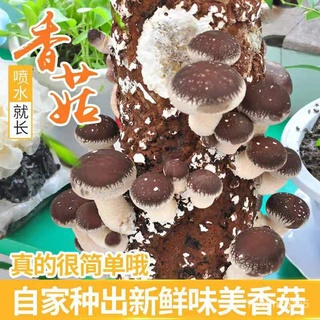 【Mushrooms Big Mushroom Bag】Mushroom Mushroom Bag Mushroom Strains Succulent Oyster Mushroom Plantin