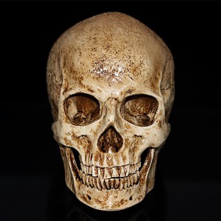Resin Human Skull Replica Model Realistic Skeleton Handicraft Decor Lifesize 1:1
